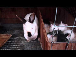 breeding-rabbits