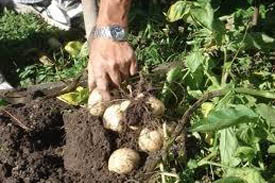 garden potatoes1