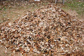 leaf-mulch