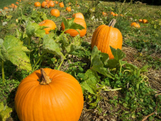 Planning and Planting:  Pumpkins