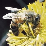 Early Warming and Honey Bees